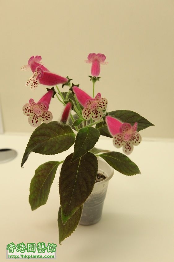 D. 花貓, Kohleria HCY's Sweet Sixteen - $35