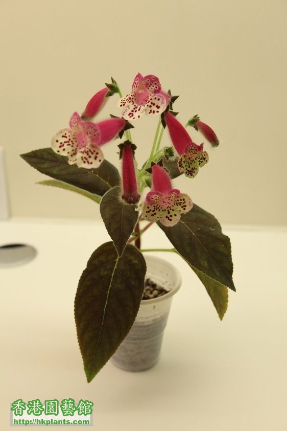 F. 花貓, Kohleria HCY's Sweet Sixteen - $35