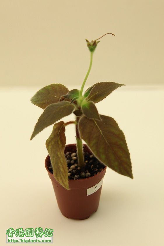 J. 花貓, Kohleria HCY's 莫內花園 - $25