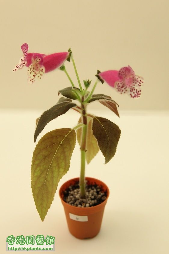 K. 花貓, Kohleria HCY's Sweet Sixteen - $35