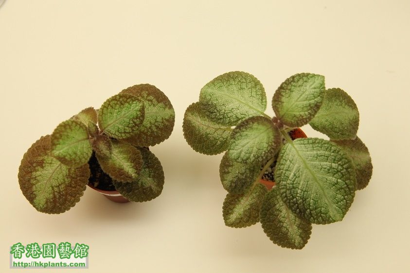 L, M. 喜蔭, Episcia crowboy - 各 $25