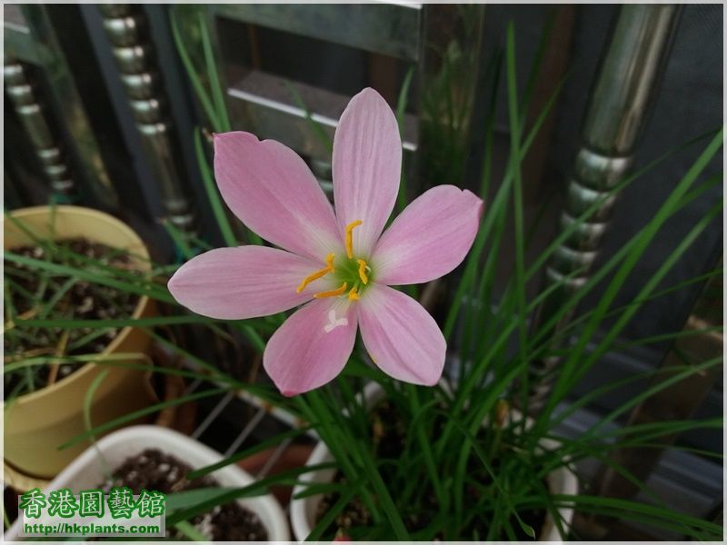 Zephyranthes 'El Cielo'-2017-004.jpg