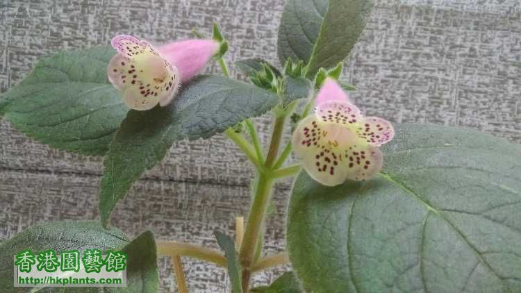 2017_Kohleria- HCY's Jardin De Monet.6.jpg