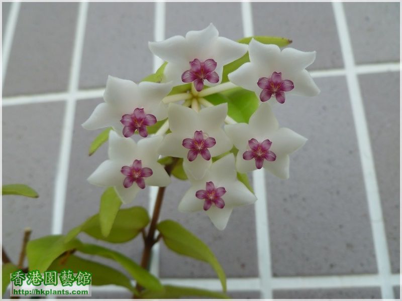 Hoya Bella-2017-003.JPG