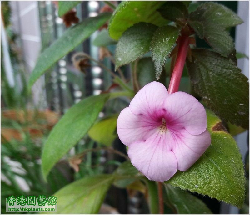 Achimenes Peach Blossom-2016-001.jpg