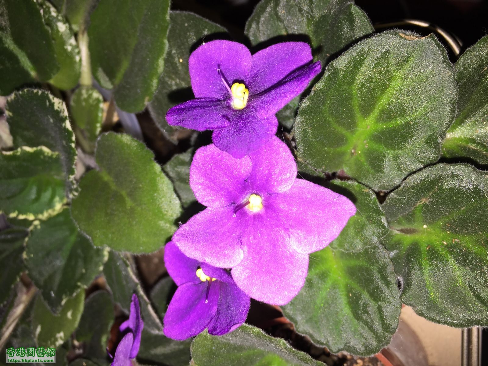 紫花小苗