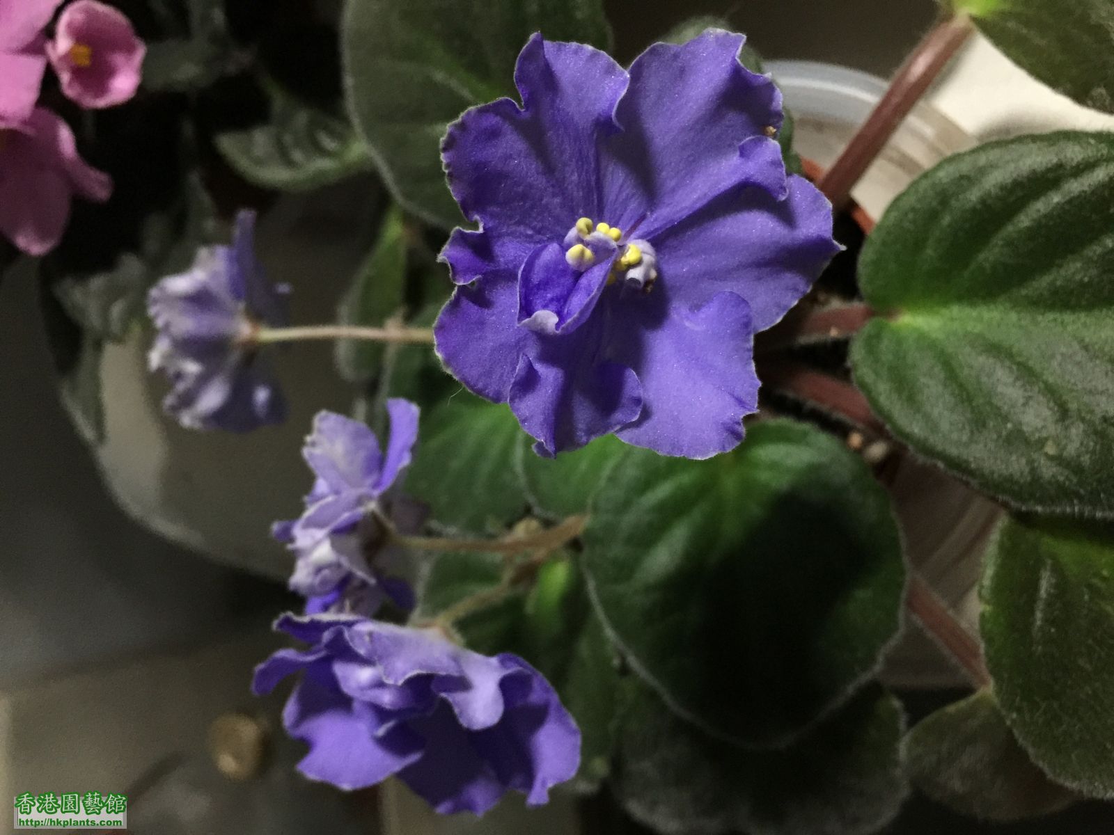 淺紫花修葉