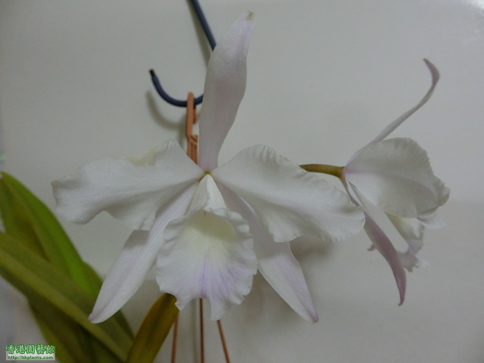 Laelia purpurata ( alba x alba )