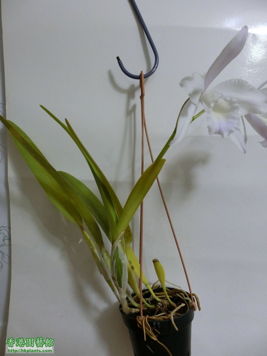  Laelia purpurata ( alba x alba ) 