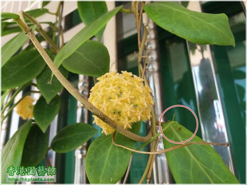 Hoya Mindorensis Yellow Corona-2017-014.jpg