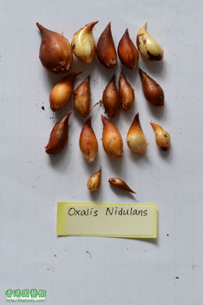 Oxalis nidulans 4~17.JPG