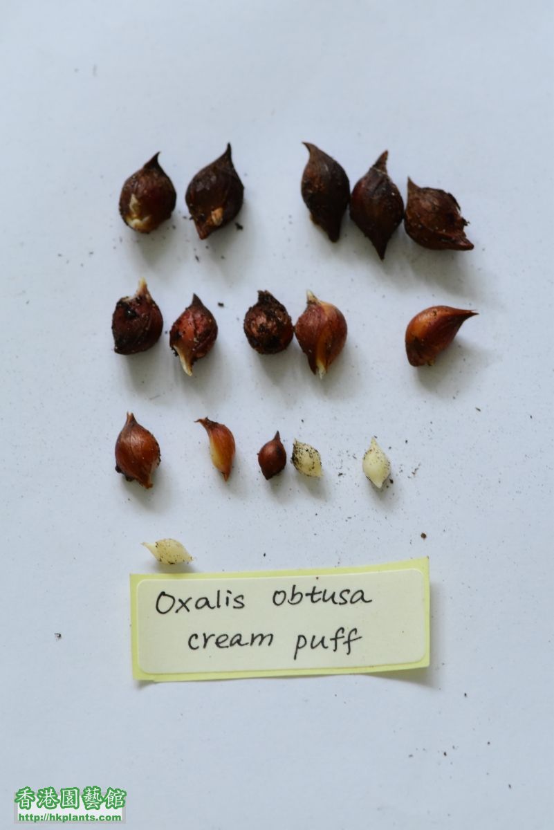 Oxalis obtusa Cream Puff  6~16.JPG