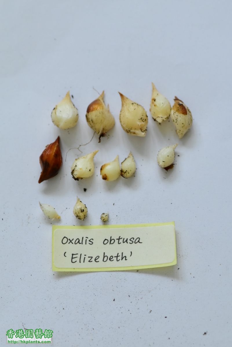 Oxalis obtusa Elizebeth 6~13.JPG