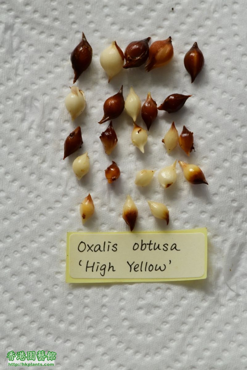 Oxalis obtusa High Yellow 8~23.JPG