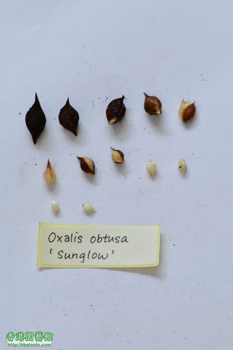 Oxalis obtusa Sunglow 6~11.JPG