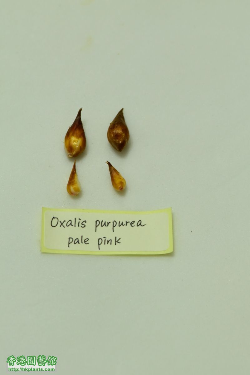 Oxalis purpurea Pale Pink 3~4.JPG
