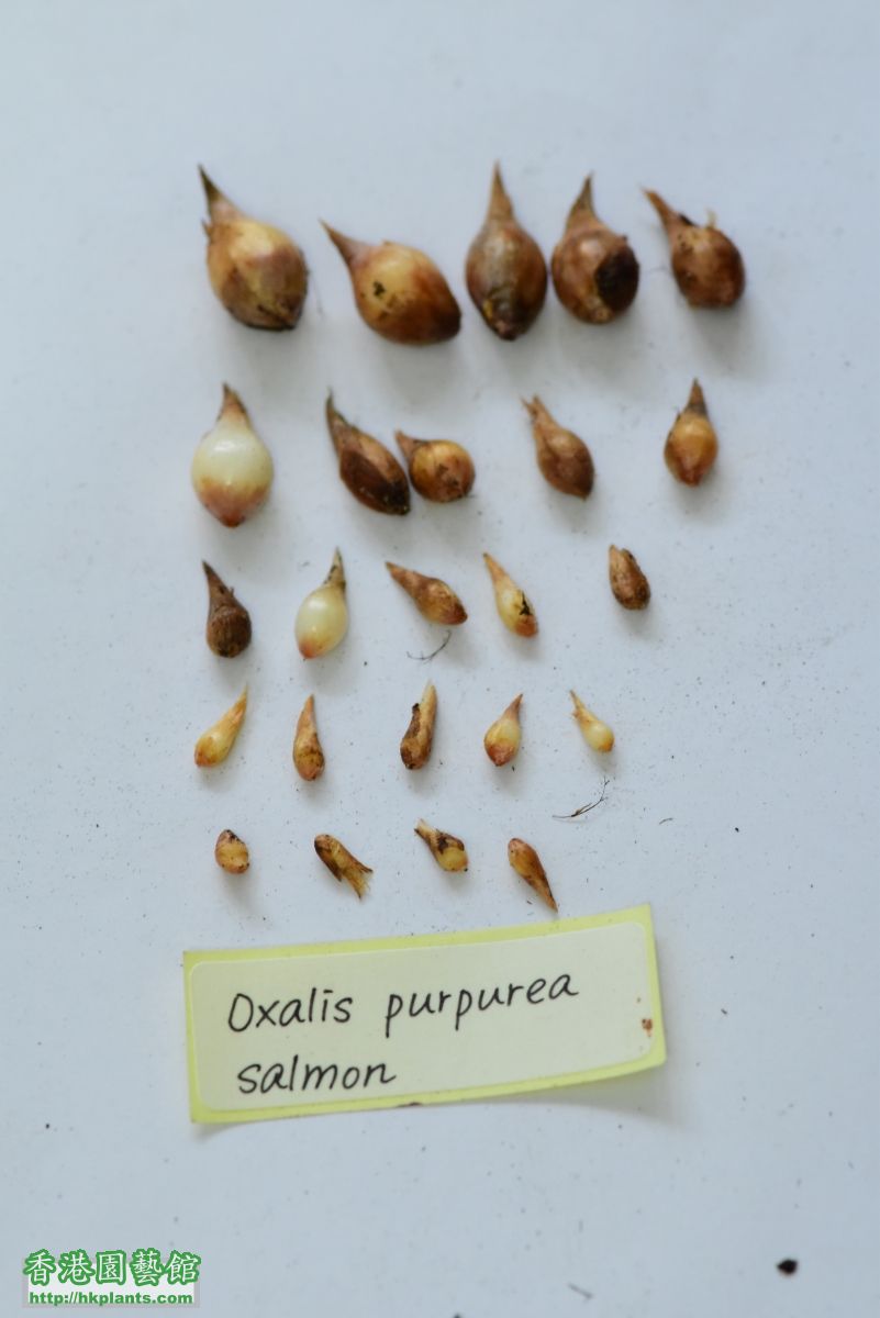 Oxalis purpurea Salmon 7~22.JPG