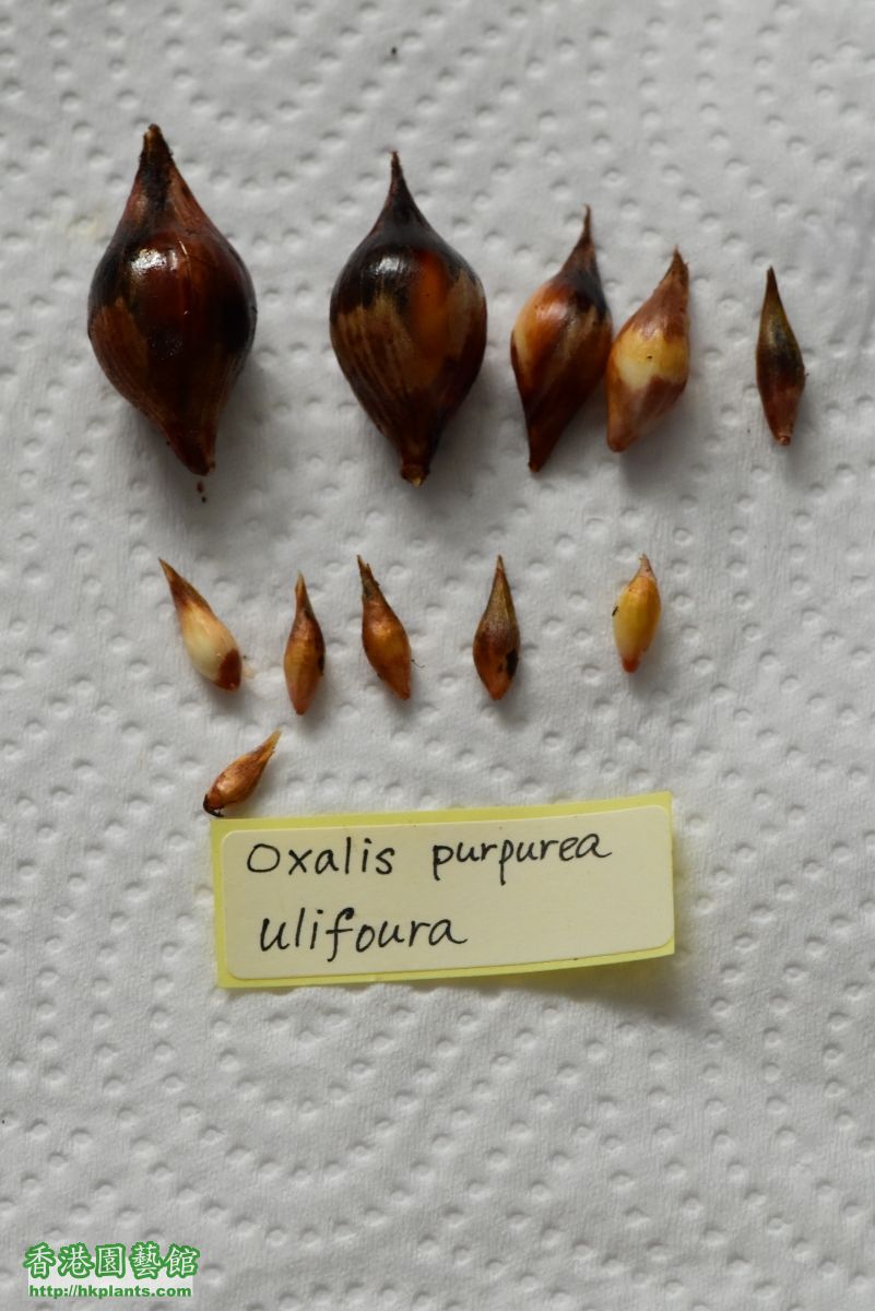 Oxalis purpurea Ulifoura 2~11.JPG