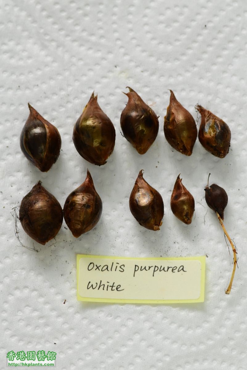 Oxalis purpurea White 6~10.JPG