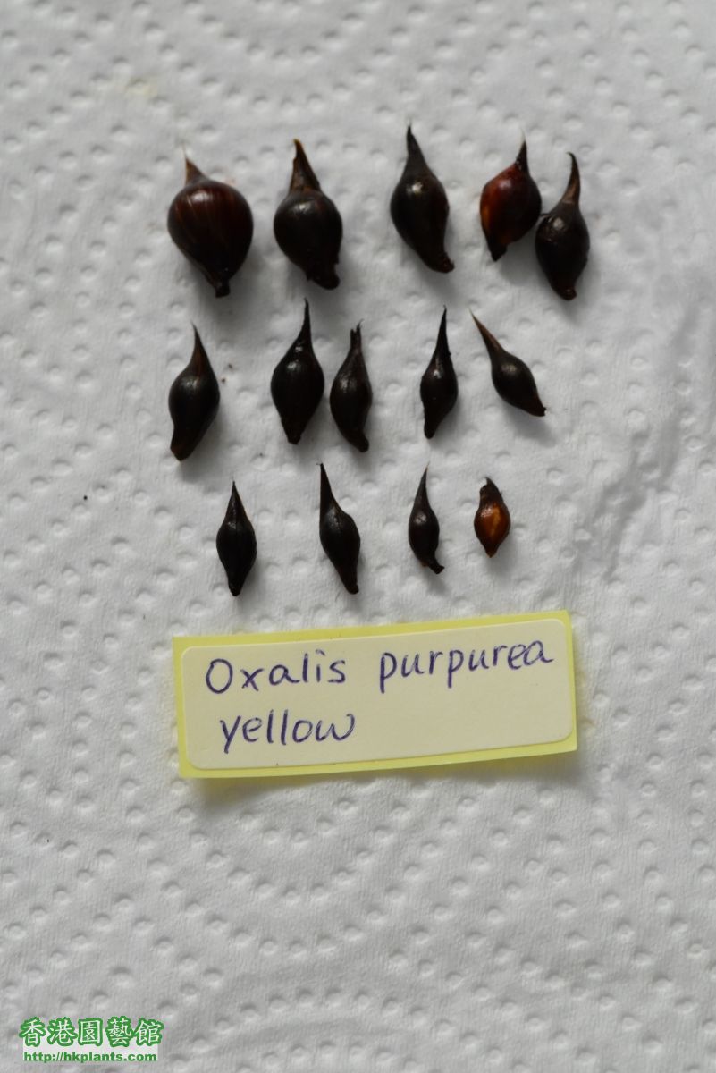 Oxalis purpurea Yellow 3~14.JPG