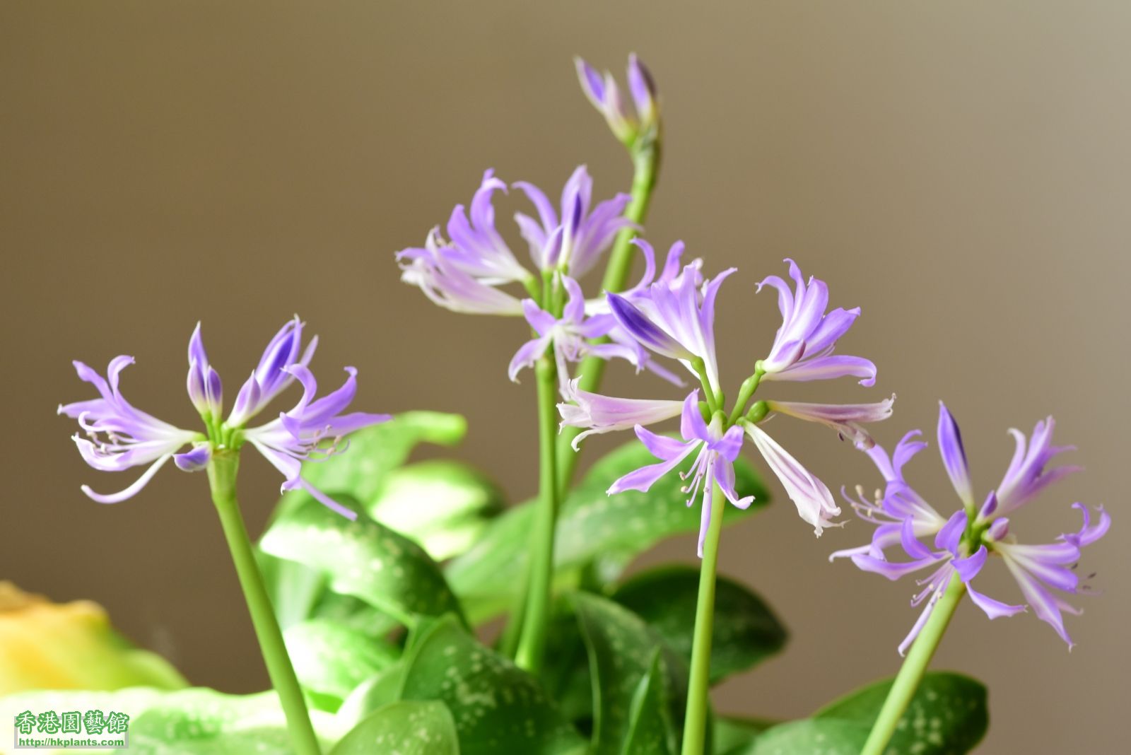 蓝晶花花语图片