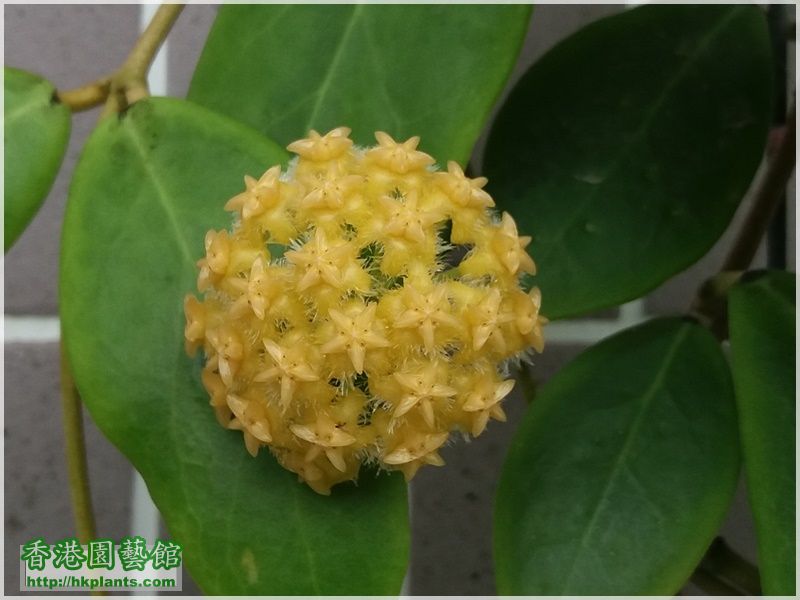 Hoya Mindorensis Yellow Corona-2017-016.jpg