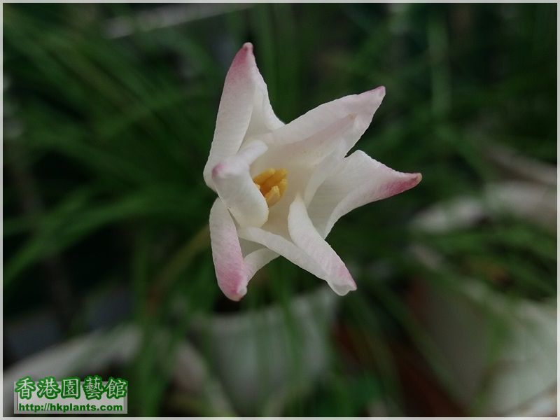 Zephyranthes Cooperia traubii-2017-005.jpg