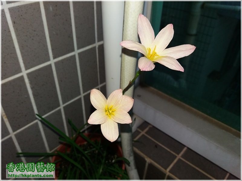 Zephyranthes Sunset Strain-2017-002.jpg