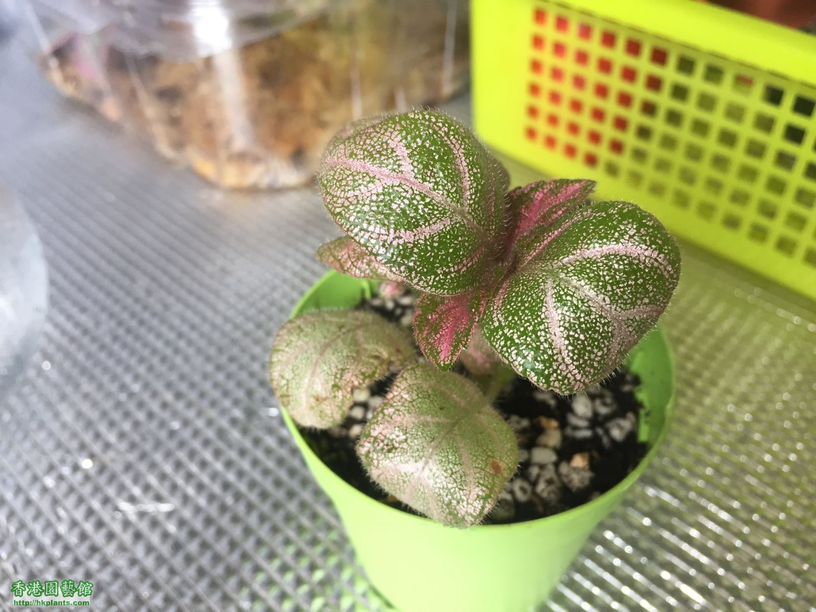 BUN BUN淨係貼左Episcia，唔知咩名, D葉越生越捲:o