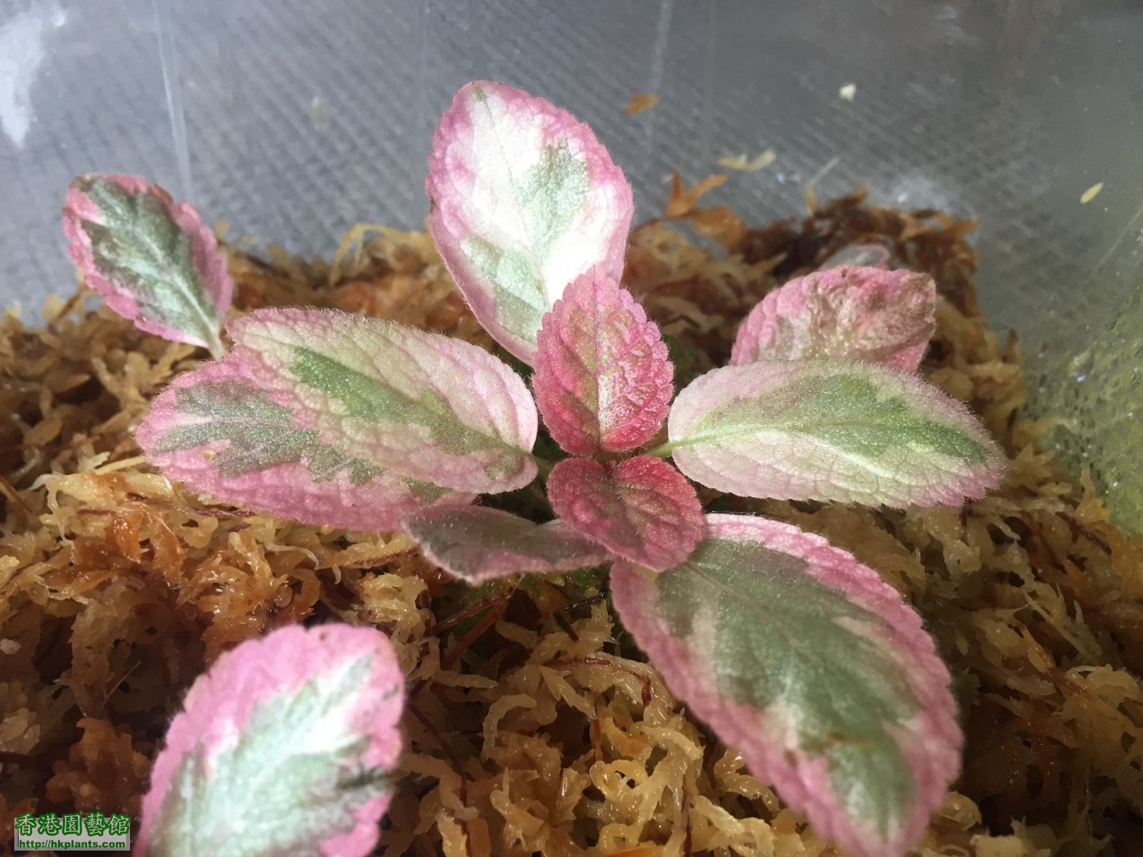 Episcia Satin