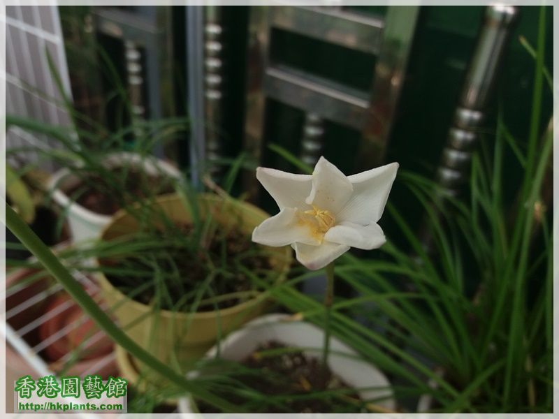 Zephyranthes Cooperia traubii-2017-006.jpg