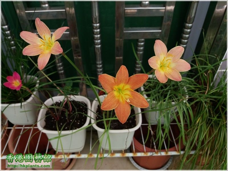 Zephyranthes Java-2017-008.jpg