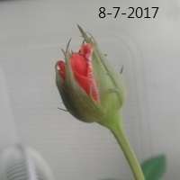 MiniRose2017-07-08.jpg