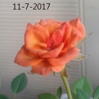 MiniRose2017-07-11.jpg