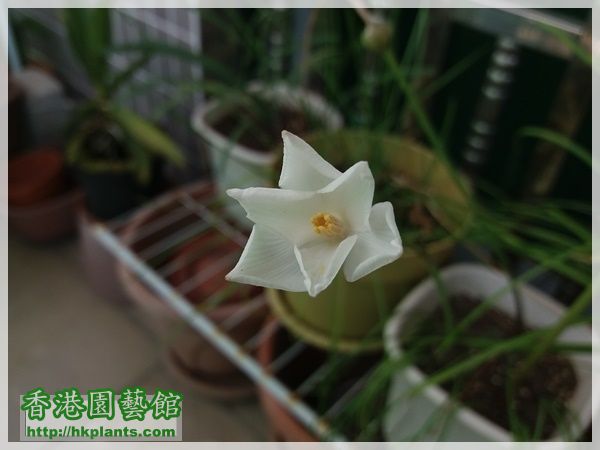 Zephyranthes Cooperia traubii-2017-007.jpg