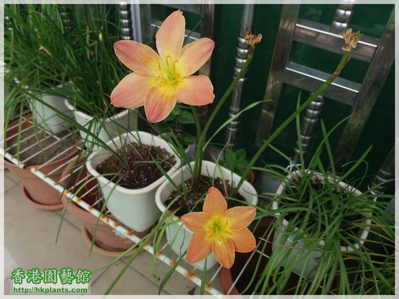 Zephyranthes Java-2017-009.jpg