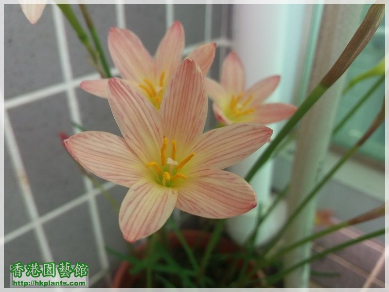 Zephyranthes Sunset Strain-2017-005.jpg