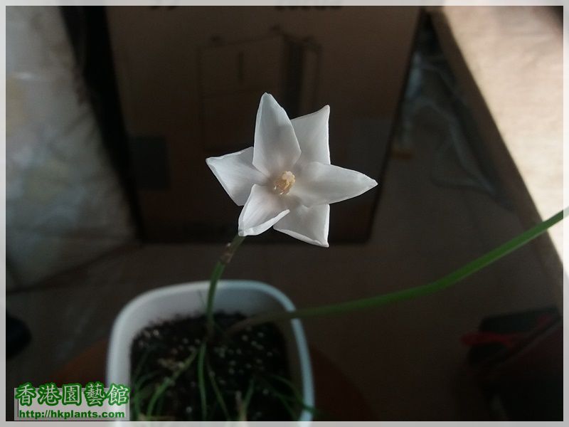 Zephyranthes Cooperia traubii-2017-010.jpg