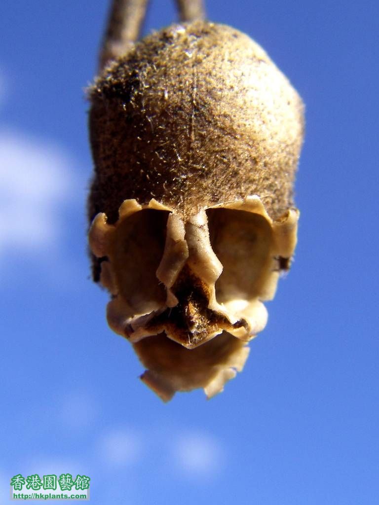 snapgdragon seed pod skull dragons skull 3.jpg