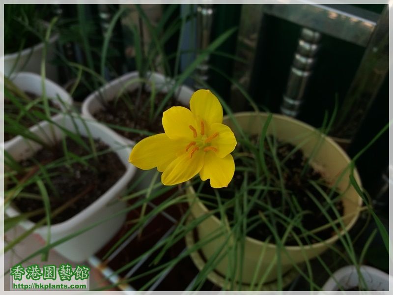 Zephyranthes Citrina-2017-002.jpg