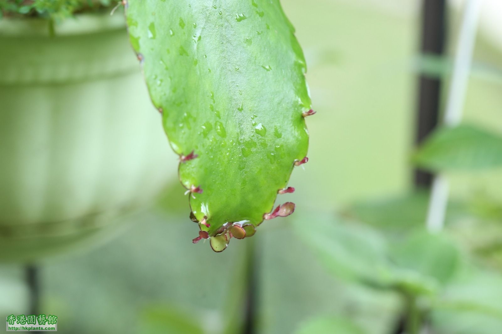 leaf (1).jpg