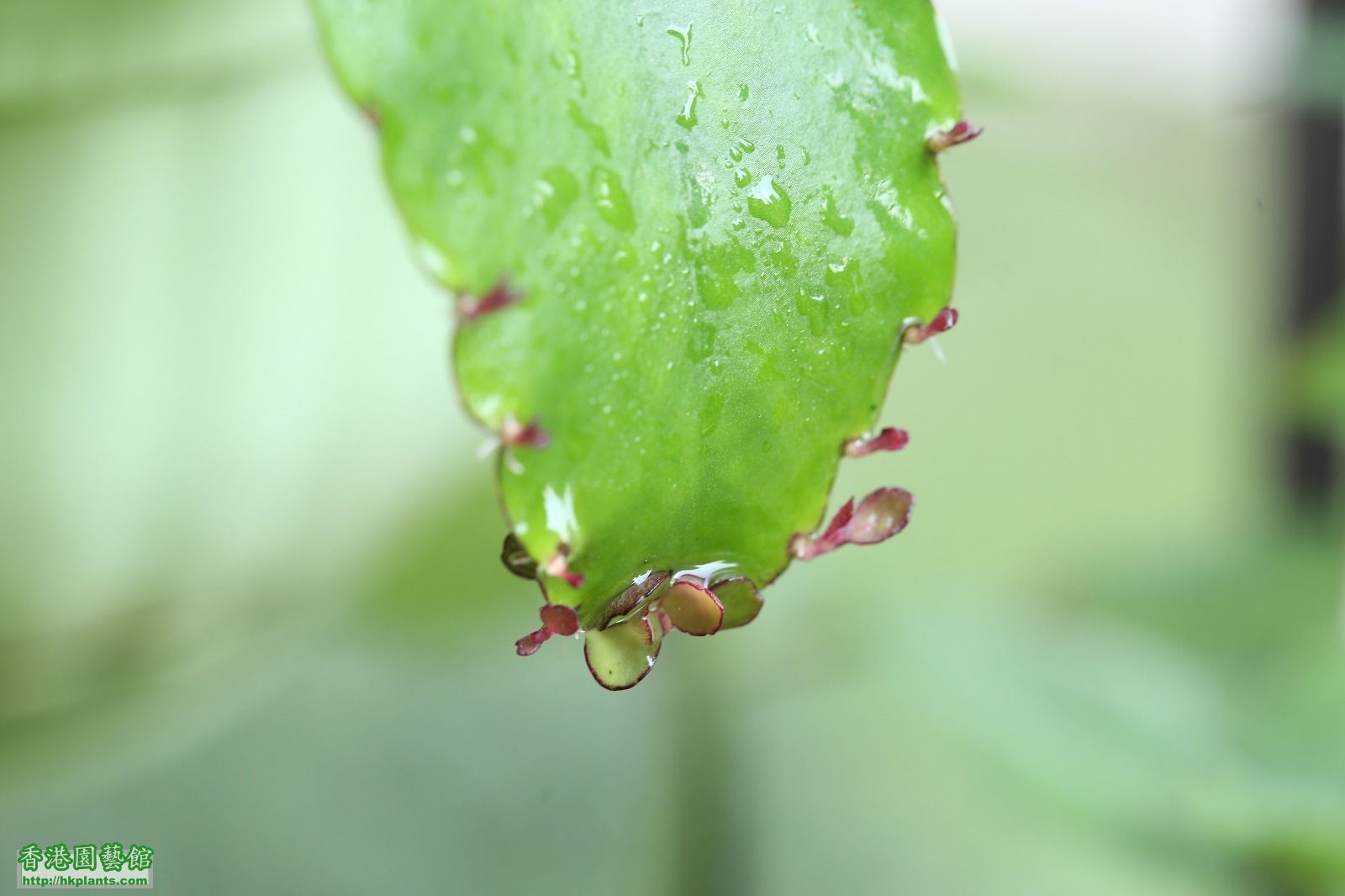 leaf (3).jpg