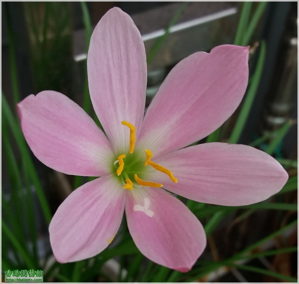 Zephyranthes 'El Cielo'-2017-004.jpg