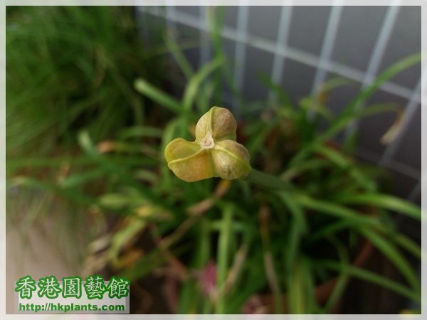 Zephyranthes sp. Labuffarosa 'Lily Pies'-2017-004.jpg