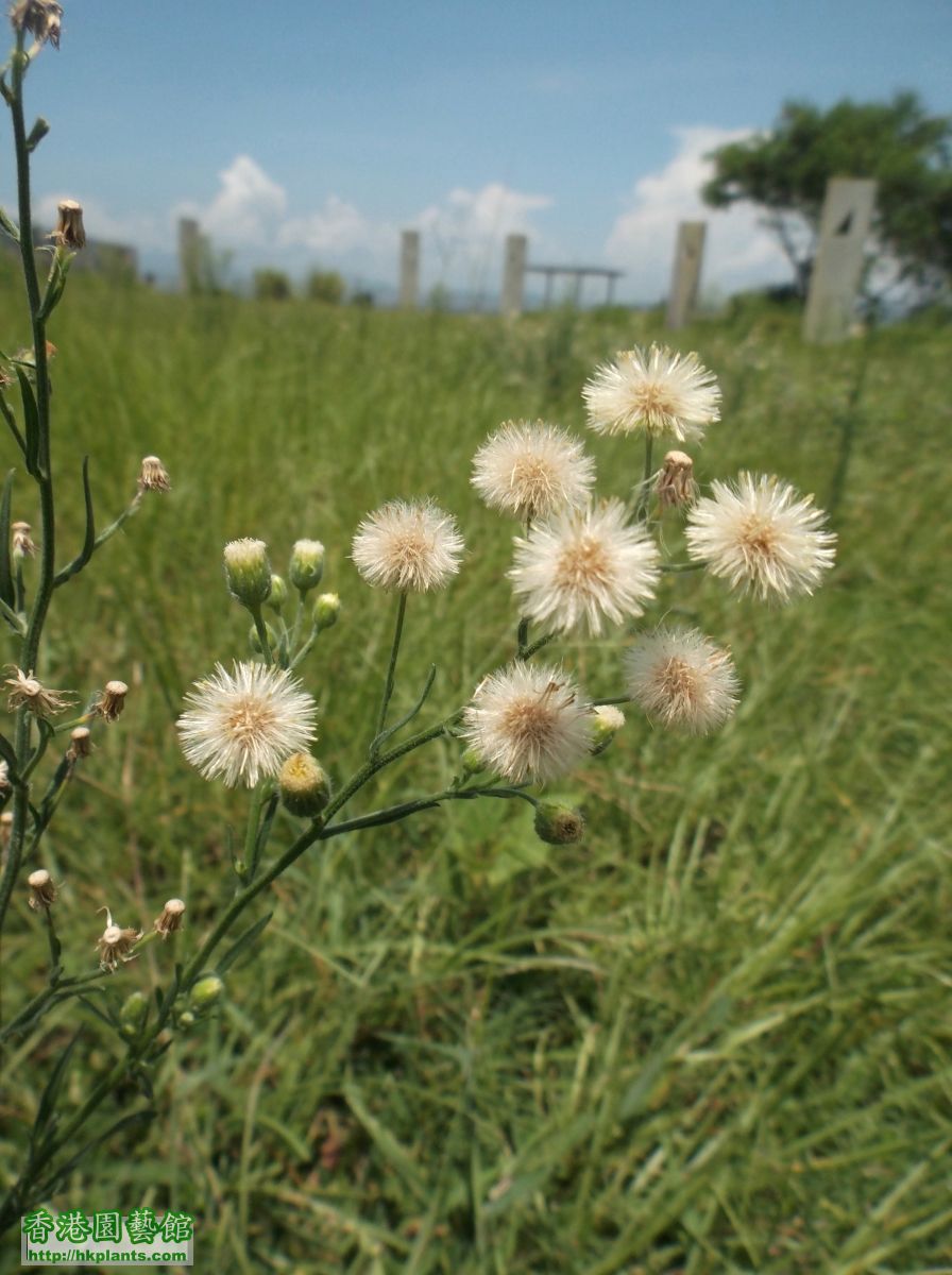 西九的野花 - 4.jpg