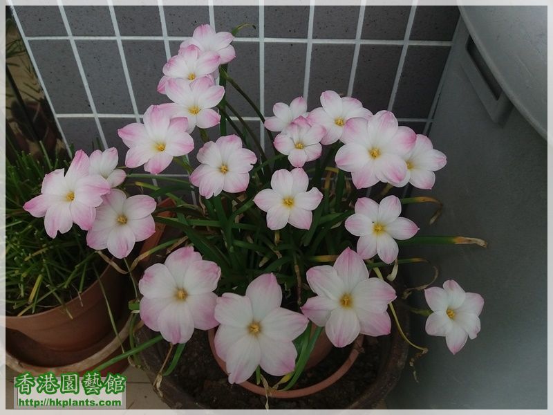 Zephyranthes sp. Labuffarosa 'Lily Pies'-2017-005.jpg