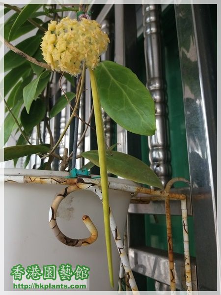 Hoya Mindorensis Yellow Corona-2017-024.jpg