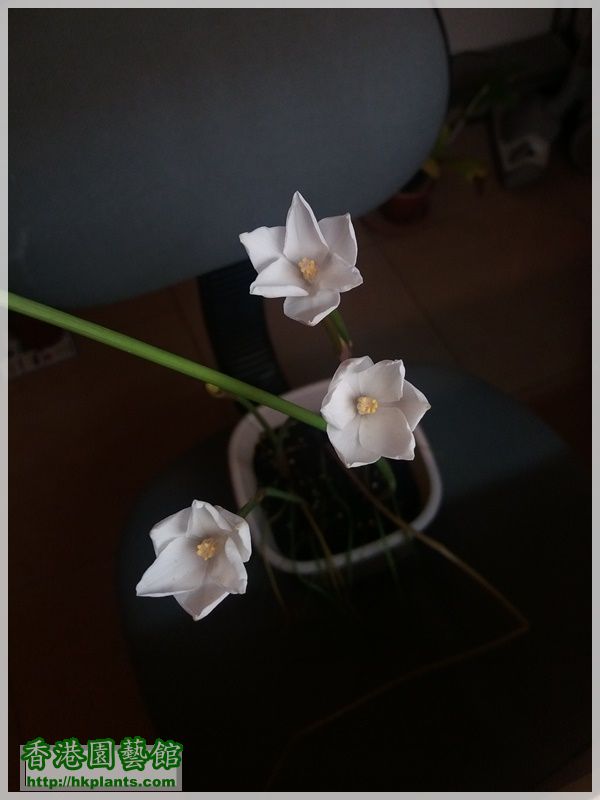 Zephyranthes Cooperia traubii-2017-012.jpg