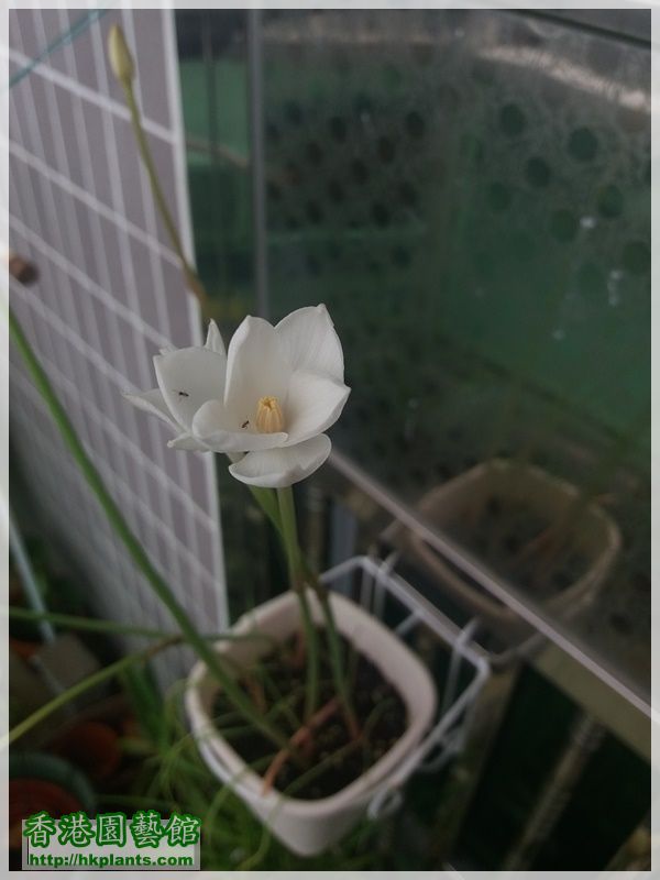 Zephyranthes Cooperia traubii-2017-013.jpg