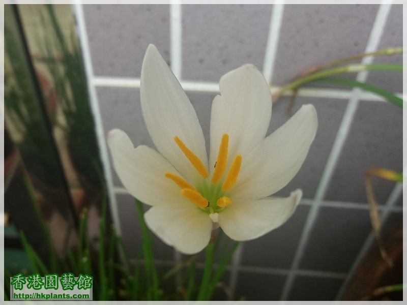 Zephyranthes Candida-2017-004.jpg